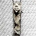 Menestomorpha kimballi - Hodges#1029 - photo 3