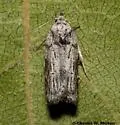 Menestomorpha oblongata - Hodges#1028 - Menestomorpha oblongata