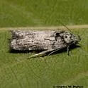 Menestomorpha oblongata - Hodges#1028 - photo 2
