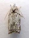 Menestomorpha oblongata - Hodges#1028 - photo 4