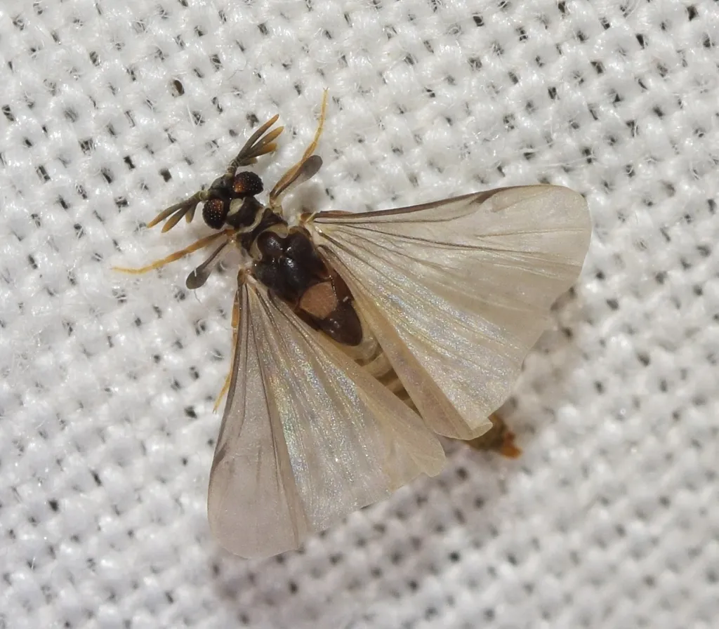 Mengenillidae - photo 2
