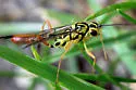 Meniscomorpha michiganensis - photo 2