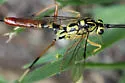 Meniscomorpha michiganensis - photo 3