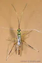Meniscomorpha michiganensis - photo 4