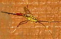 Meniscomorpha michiganensis - photo 5