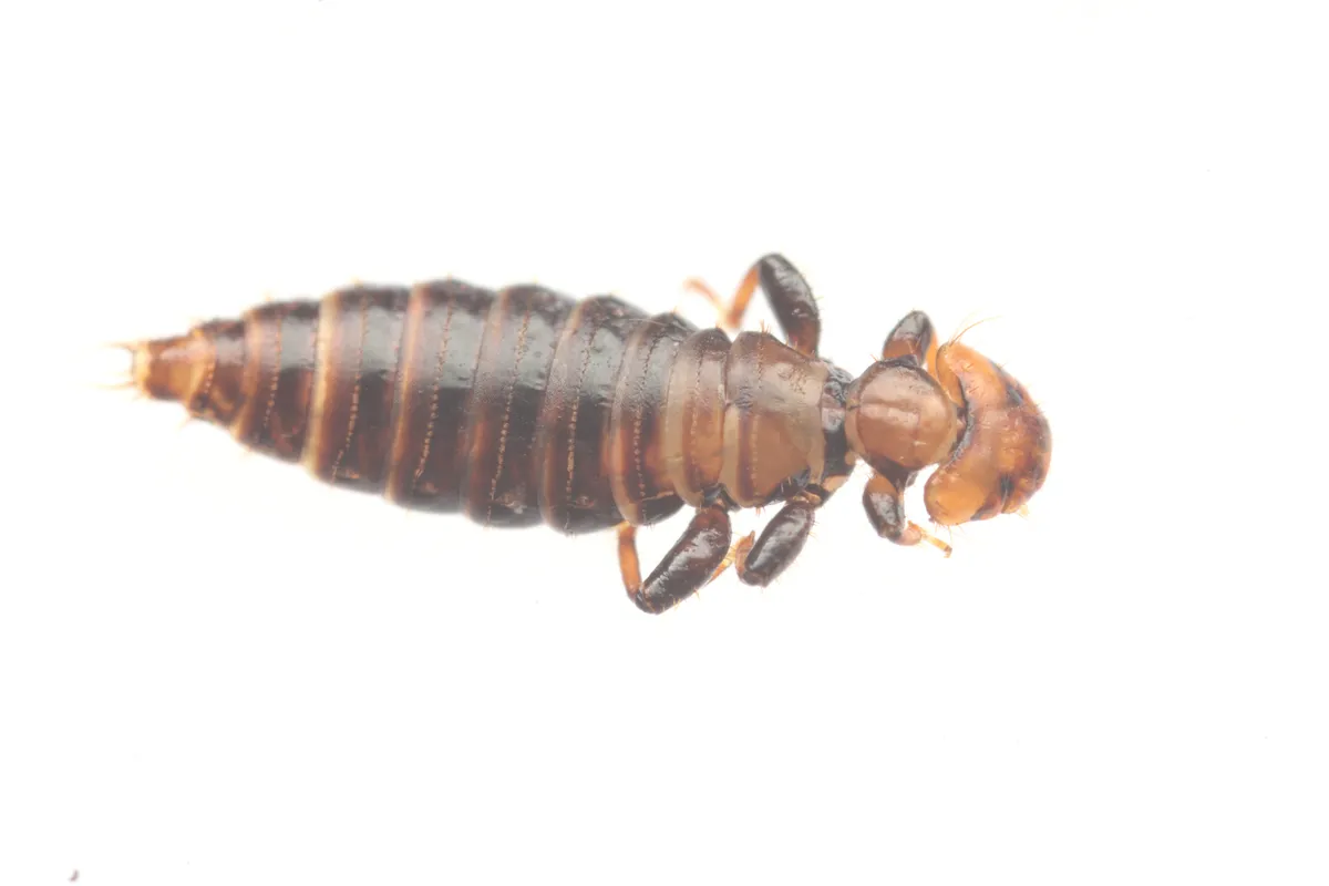 chicken body lice - photo 2
