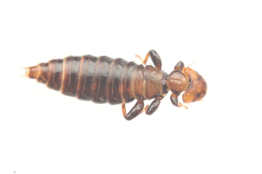 chicken body lice - photo 3