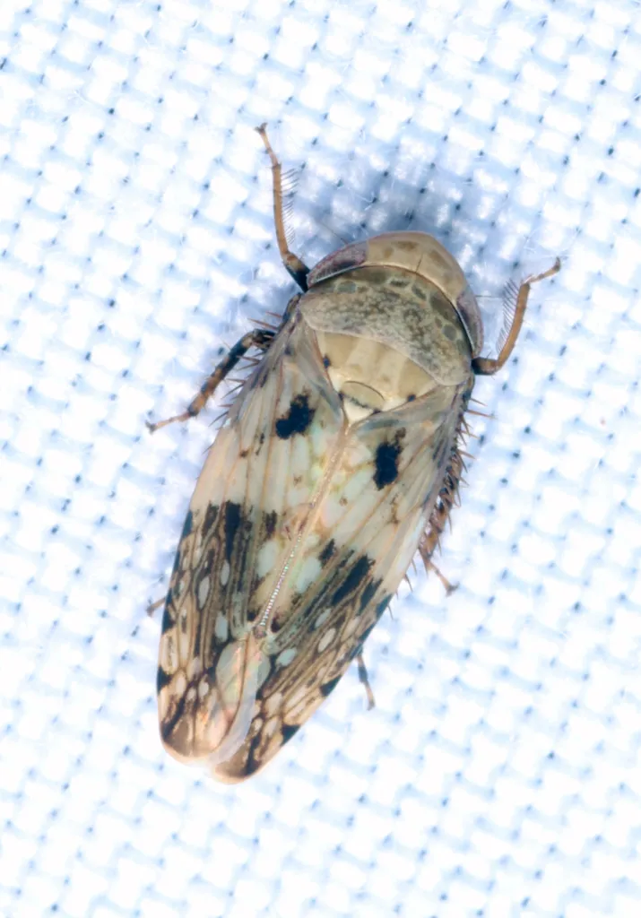 Menosoma cinctum