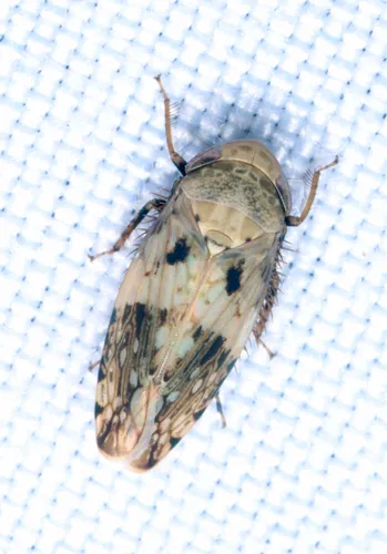 Menosoma cinctum - photo 2