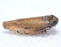 Menosoma stonei - Menosoma stonei