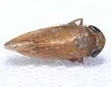 Menosoma stonei - photo 2