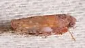 Menosoma stonei - photo 3
