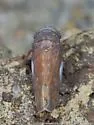Menosoma stonei - photo 4