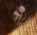 Meotipa pulcherrima