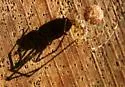 Meotipa pulcherrima - photo 2