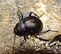 Meracantha contracta - photo 3