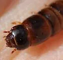 Meracantha contracta - photo 4