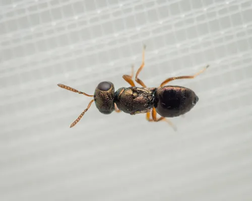 Meraporus graminicola