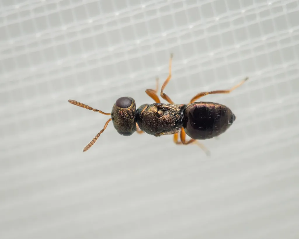 Meraporus graminicola - photo 2