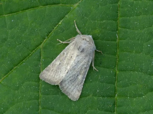 Mere Wainscot