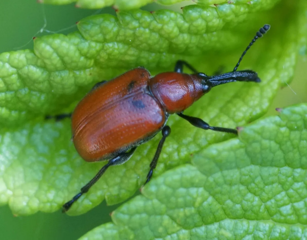 Rose Curculio - photo 3