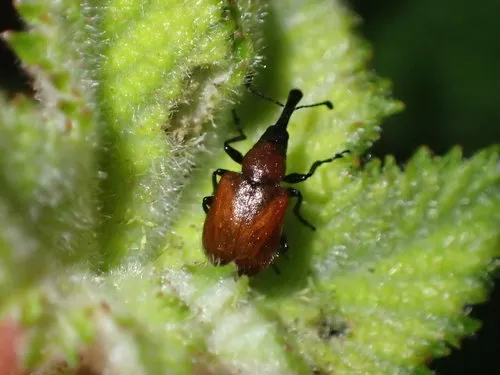 Western Rose Curculio