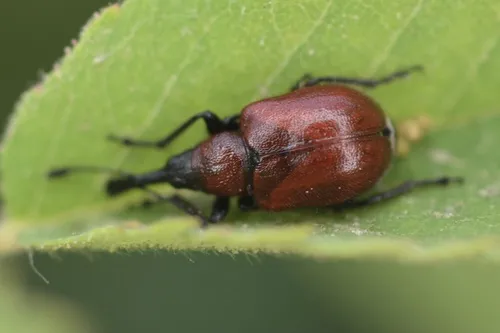Western Rose Curculio - photo 2