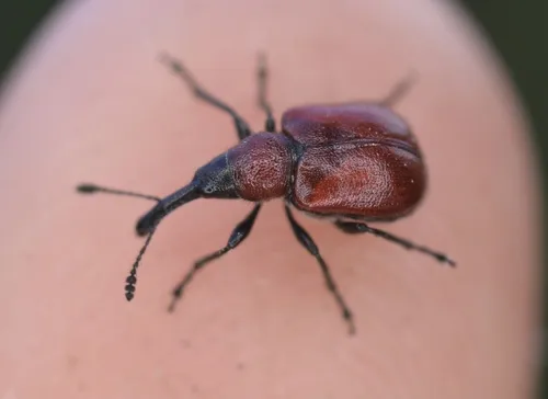Western Rose Curculio - photo 3