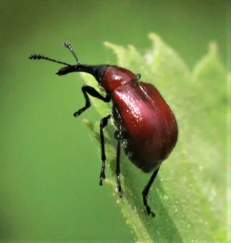 Western Rose Curculio - photo 5