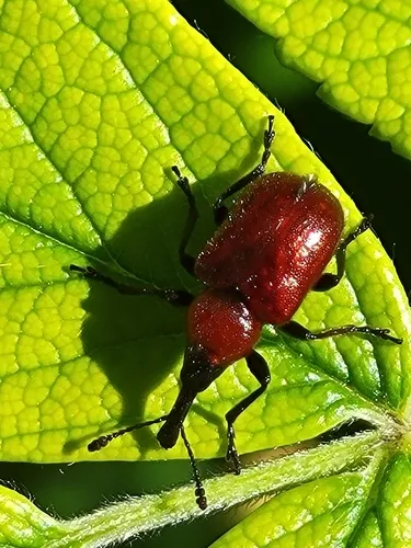 Western Rose Curculio - photo 6