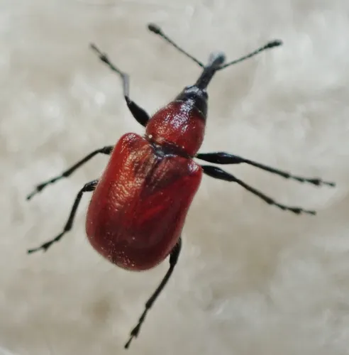 Western Rose Curculio - photo 7