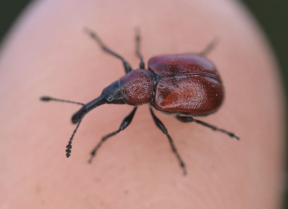 Western Rose Curculio - photo 8