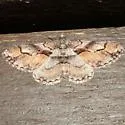 Mericisca gracea - Hodges#6605 - photo 2