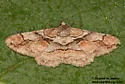 Mericisca gracea - Hodges#6605 - photo 3