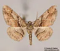 Mericisca gracea - Hodges#6605 - photo 4