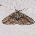 Mericisca gracea - Hodges#6605 - photo 5