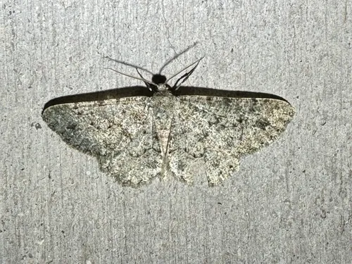 Mericisca perpictaria - Hodges#6606