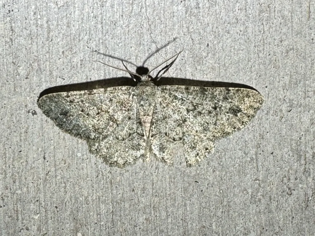Mericisca perpictaria - Hodges#6606 - photo 2