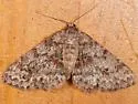 Mericisca scobina - Hodges#6607