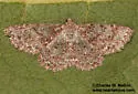 Mericisca scobina - Hodges#6607 - photo 2