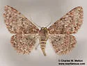 Mericisca scobina - Hodges#6607 - photo 3
