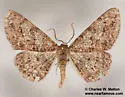 Mericisca scobina - Hodges#6607 - photo 5
