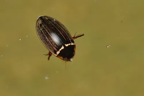 Meridiorhantus calidus