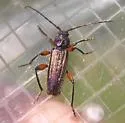 Meriellum proteus - Meriellum proteus
