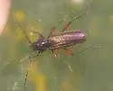 Meriellum proteus - photo 2