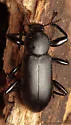 Merinus laevis - Merinus laevis