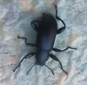 Merinus laevis - photo 3