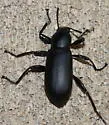 Merinus laevis - photo 4