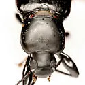 Merinus laevis - photo 5