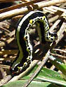 Meris alticola - Hodges#6879.1
